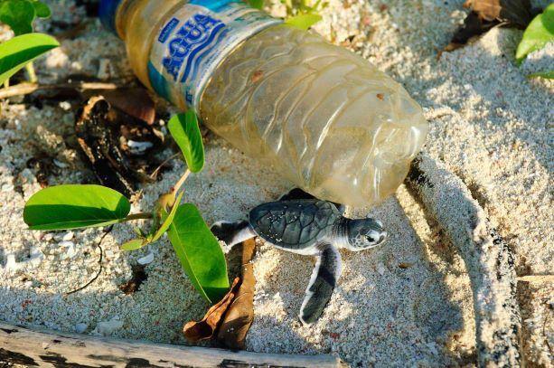 BPA Free Plastic Water Bottle - Upcycle Studio