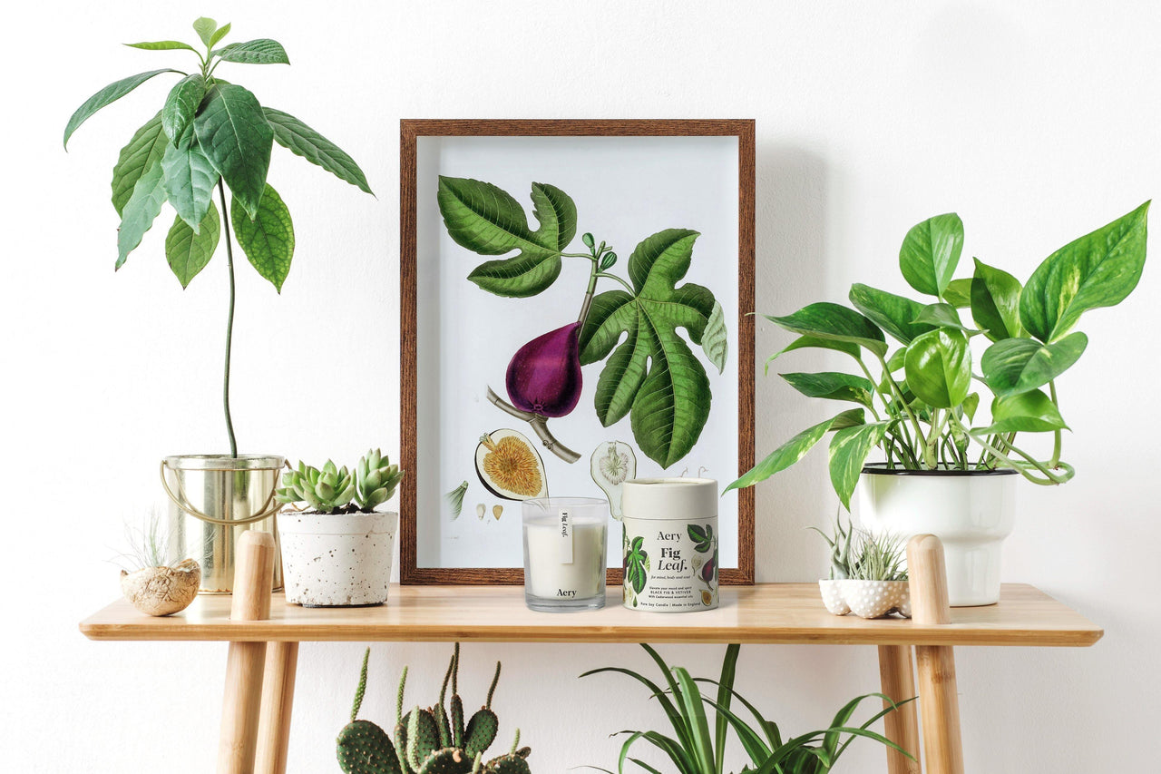 Aery Living Botanical 200g Soy Candle-Fig Leaf - Candle - Bathroom, cf-type-candle, col-gifts, col-gifts-for-woman, col-gifts-for-women, us-retail - Upcycle Studio